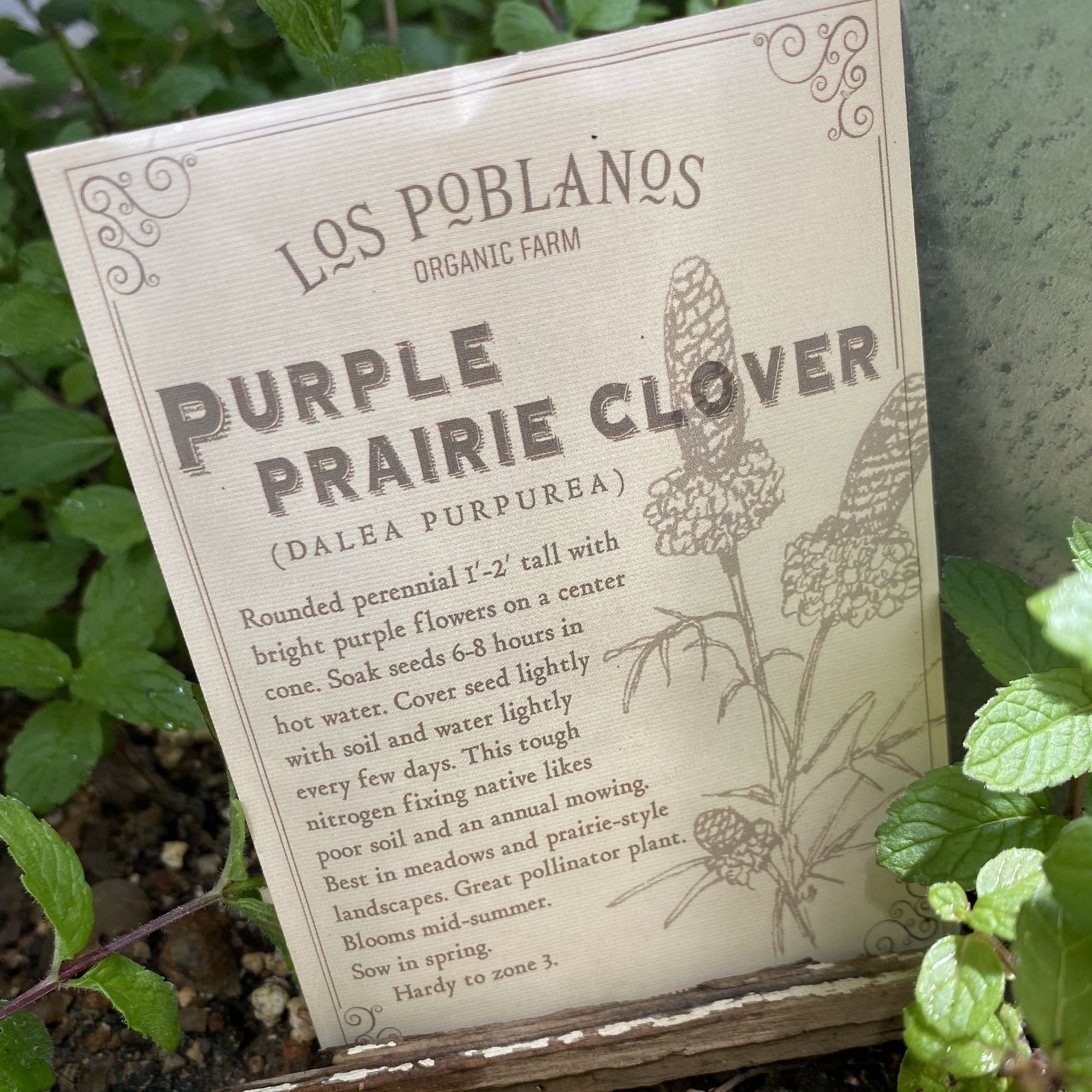 Los Poblanos Purple Prairie Clover Seeds