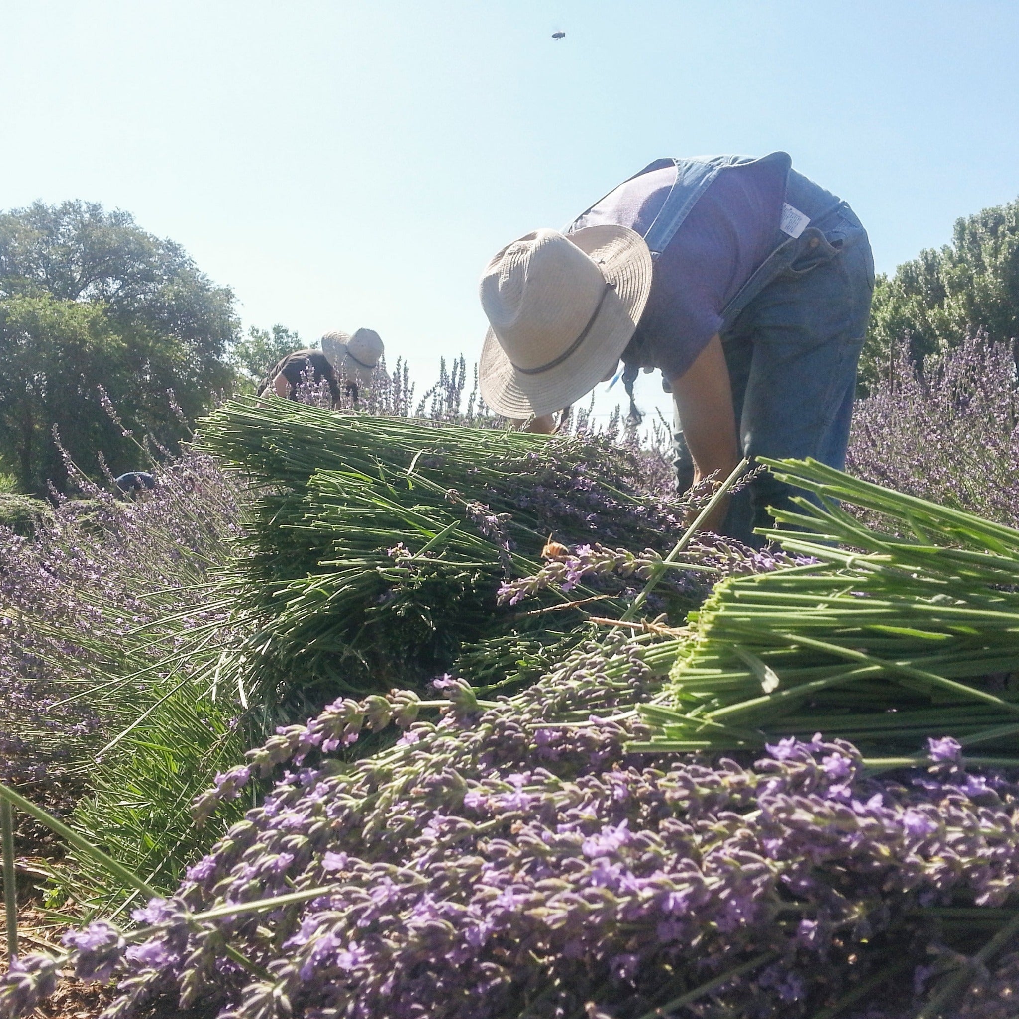 Lavender Hand Soap | Los Poblanos Farm Shop