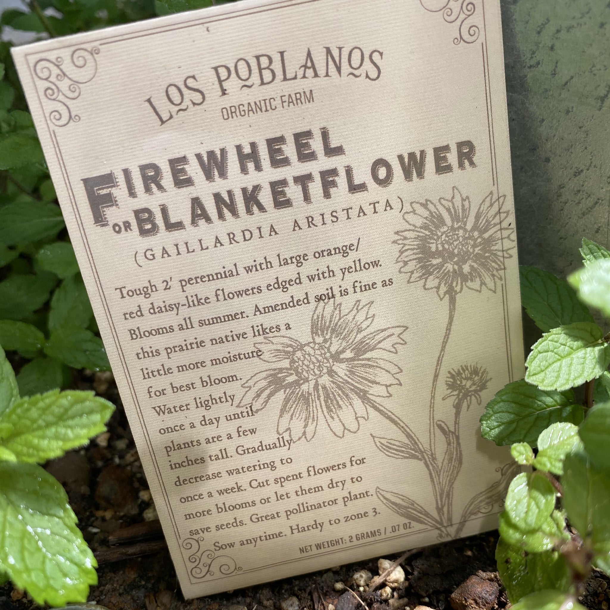 Los Poblanos Firewheel or Blanketflower Seeds
