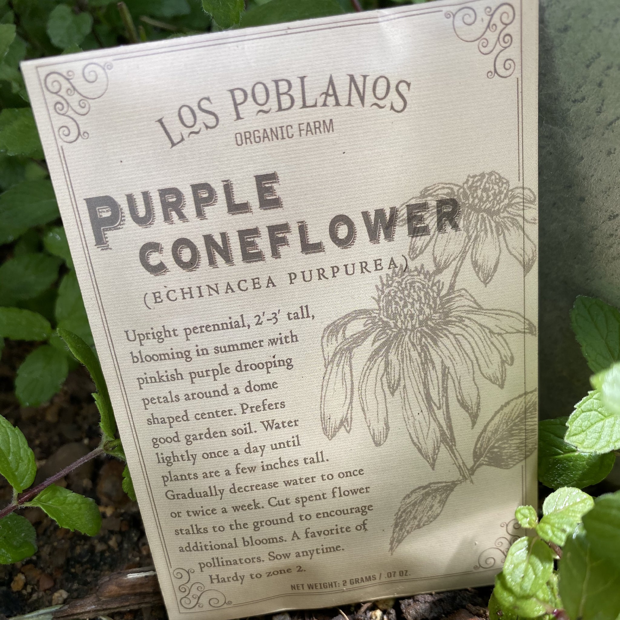 Los Poblanos Purple Coneflower Seeds