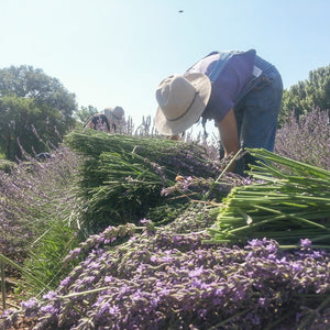 Los Poblanos Lavender Harvest